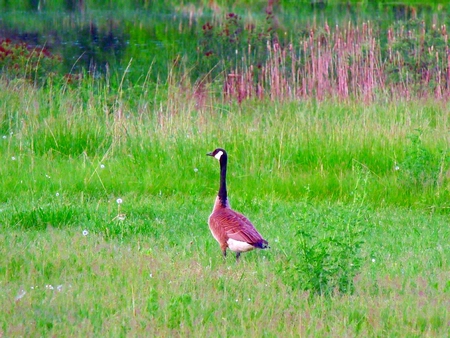 Lone Goose - pond, nature, bird, goose