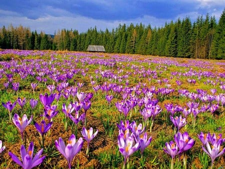 Flowers in Field - cool, flowers in field, picture