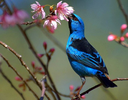 Blue Bird - beautiful, bird, picture, blue