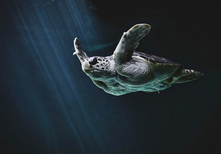 Turtle - turtle, picture, cool