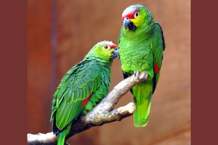 Green Parrots - picture, green, cool, parrots