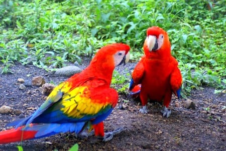 Parrots - picture, cool, parrots