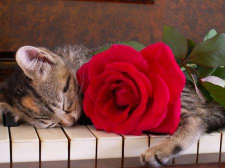 Peaceful sleep - piano, kitten, red, keys, rose, sleeping, flower, cat