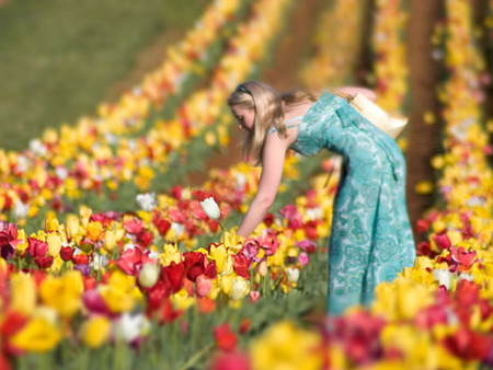 tulips - colorful, field, girl, flower