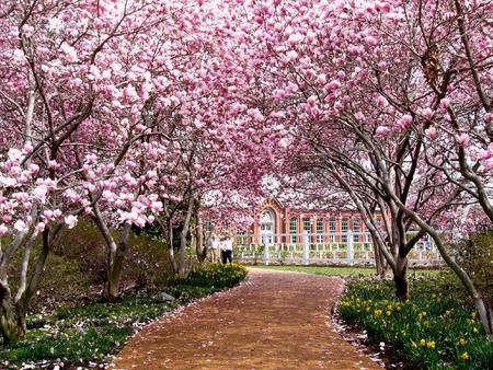 Spring Garden - nature, trees, pink, path, spring