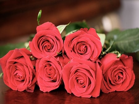 Beautiful Roses - roses, romantic, beautiful, red roses, lovely, flowers, nature, red, rose, nice