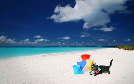 on the beach - sand, sky, animal, funny, cat, beach, sea