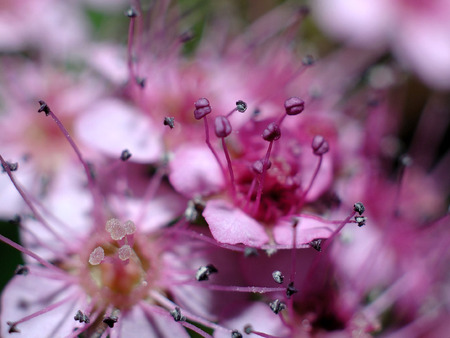 Pink Flowers - flowers, beautiful, pink, nature