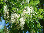 Acacia