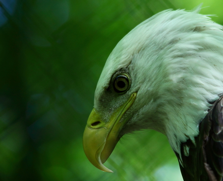 bald eagle - eagle, birds, birds of prey