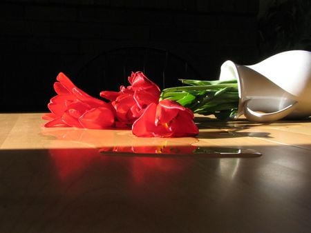 Death of beauty - death, red, tulips, tipped, flowers, vase