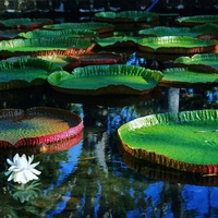 Floating flowers