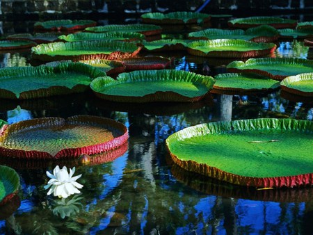 Floating flowers - white, flower, pond, lilies, floating, colors, green