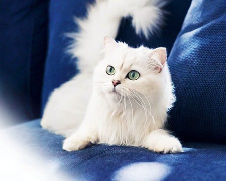 Kitty on blue - sofa, blue, couch, cat, chair, pet, persian, white, animal, kitten