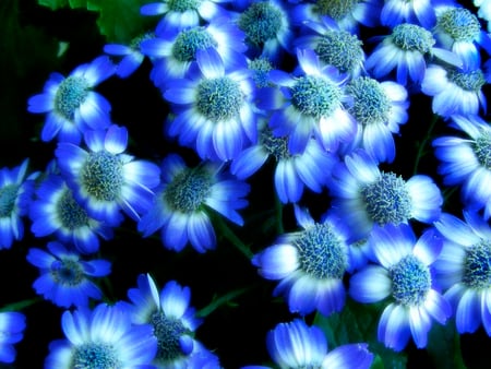 Blue Flowers - flowers, spring, blue, bright