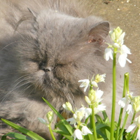 bluebells and blossom.