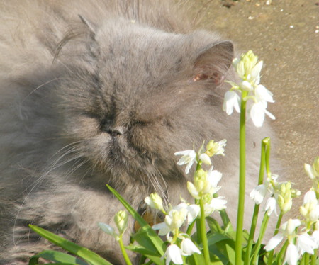 bluebells and blossom. - flowers, fur, cat