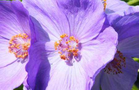 three Abutilon flowers. - sunlight, flowers, mauve