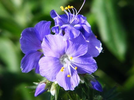 Jacob's ladder. - blue, flower, sun