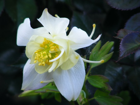 a pale yellow columbine. - green-leaves, flower, petals, see-through