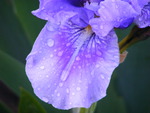 Raindrops on a blue bearded Iris.