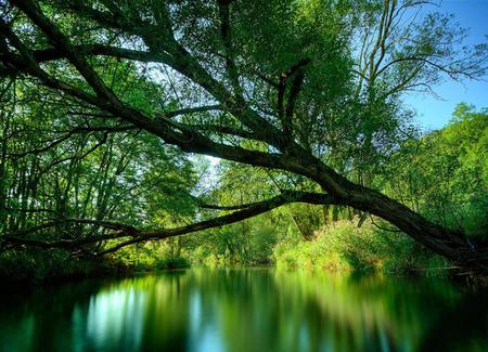 Tree Spean Across a Small Pond - bay, spring, other, reflections, lakes, lagoons, amazing, cool, reflected, pond, branches, nature, beautiful, mirror, leaves, pines, nice, sky, trees, water, leaf, black, brown, green, rivers, forests, spean, environment, moss, plants, wetlands, creeks, current, blue, awesome, small, mangroves, natural