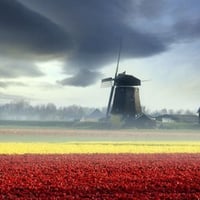 Tulips And Windmills