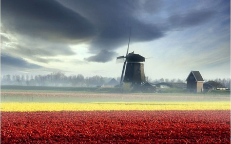 Tulips And Windmills - clouds, house, trees, hills, fog, red tulips, tulip field, yellow tulips, mist, mountains, windmill