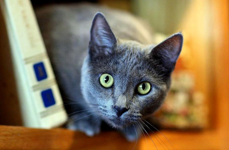 Bookworm Surprise - grey cat, bookshelf, book, green eyes, white and blue book, cat