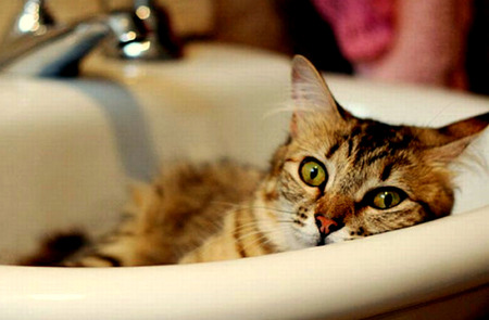 Cozy - bathroom sink, tabby cat, silver faucet, white porcelain sink