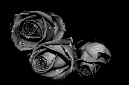 Fading Roses - roses, darkness, fading