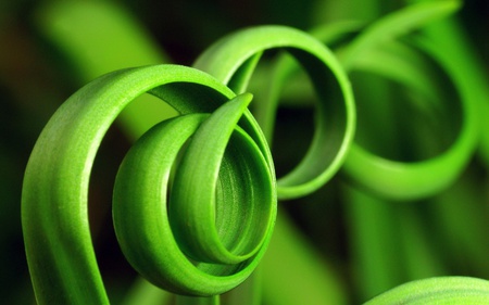 grass - nature, beautiful, green, leaf, spiral, grass