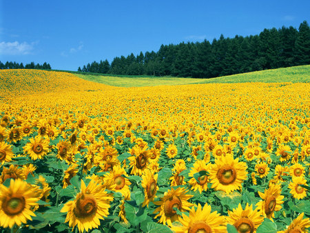 Sunflower Fields - sunflower, nature, fields