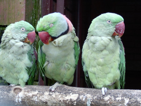 3 friends - colorful parrots, soft