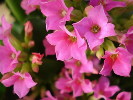 GROUP FLOW - nature, garden, soft, flower, pink