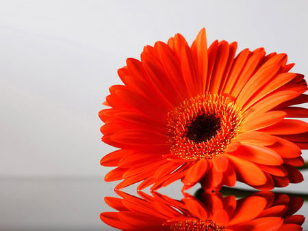 REFLECTED - nature, alone, soft, water, ornge, garden, flower