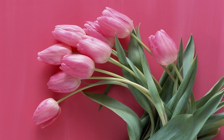 tulips - nature, pink, beautiful, tulips, flowers