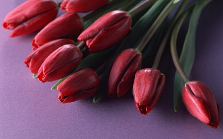 tulips - nature, red, beautiful, tulips, flowers, flower