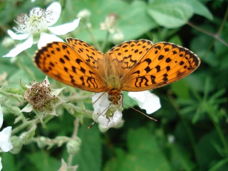 butterfly - flower, nature, colorful butterfly