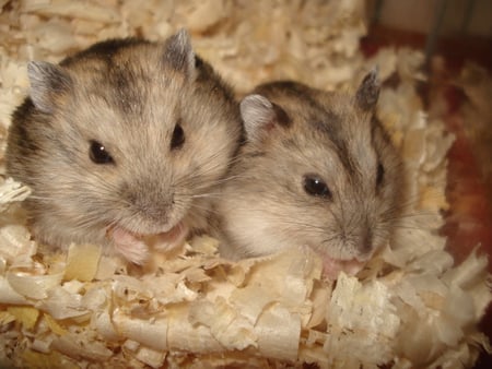 sweetest creatures - little, hamster, sweet, lemming