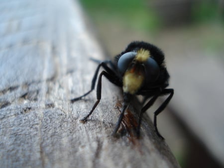 Yellow tuft - insect, bug