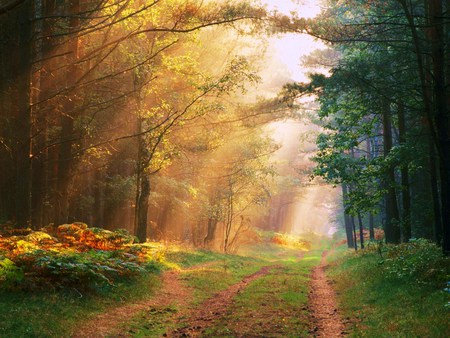 Awakening - path, trees, rays, mist, grass, forest, light, sun