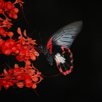 Butterfly Flower. jpg