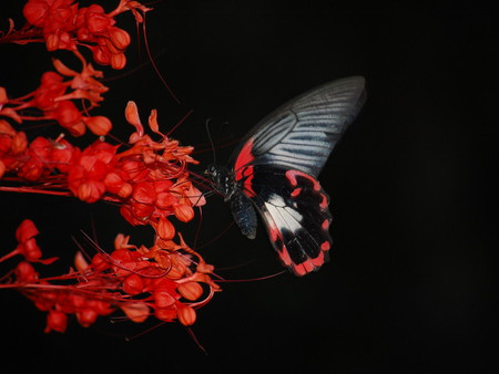 Butterfly Flower. jpg - butterfly, black, flower, red