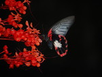 Butterfly Flower. jpg