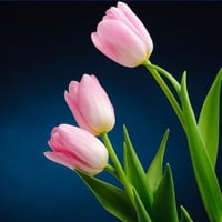 Pink Tulips. jpg