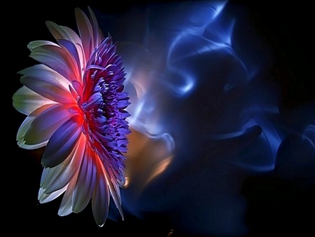 Saterday Love. jpg - love, glow, dark, blue, flower