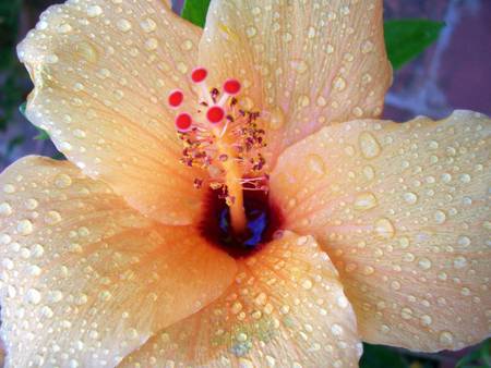 Hibiscus   2 . jpg - exoctic, dewdrops, flower, peach