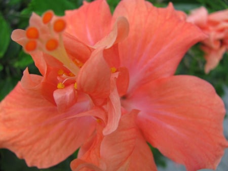 Hibiscus. jpg - flower, exoctic, bloom, peach