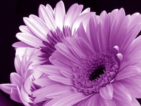 Purple. jpg - Flowers & Nature Background Wallpapers on Desktop Nexus ...